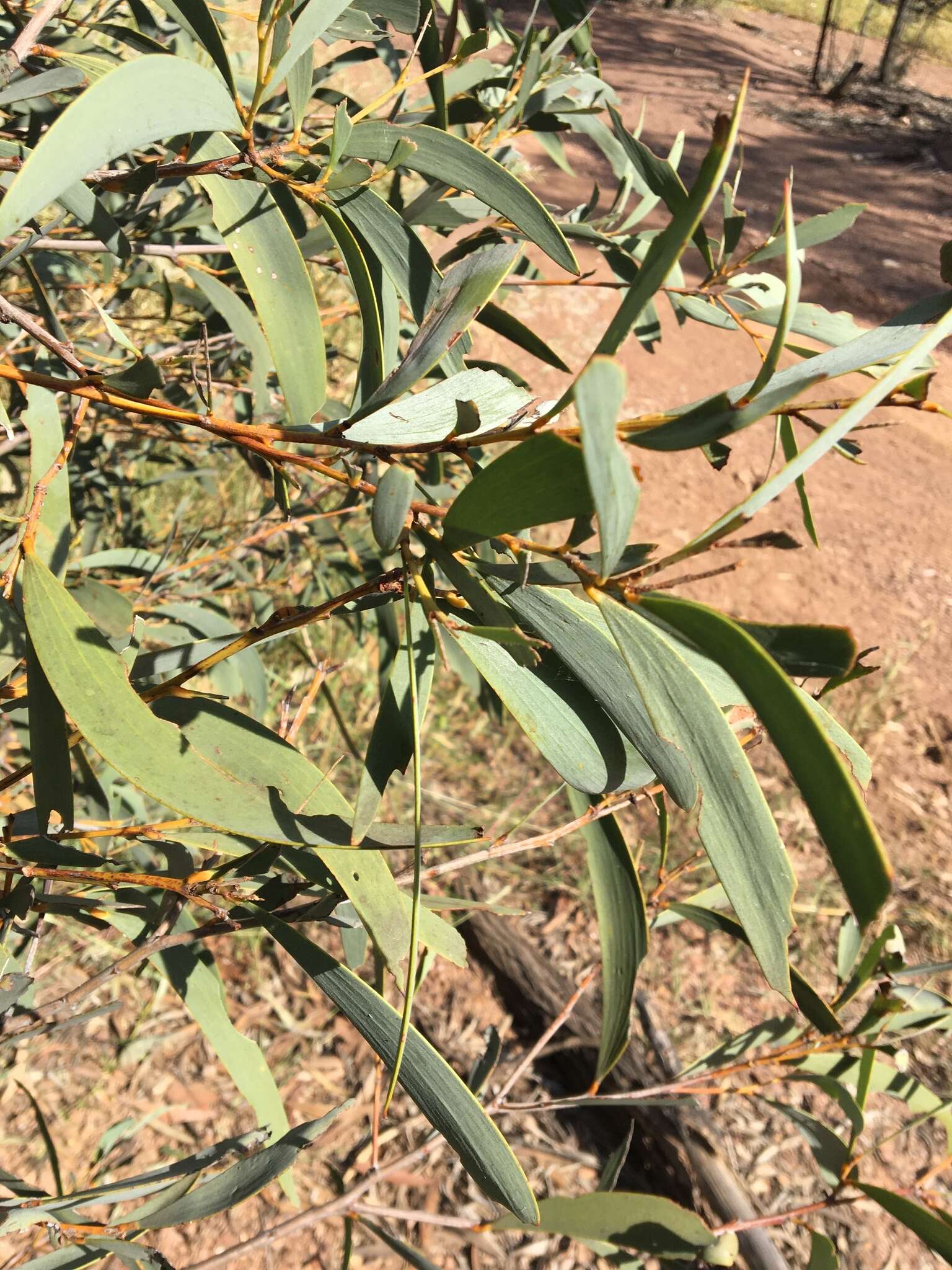 Image of Acacia harpophylla F. Muell. ex Benth.