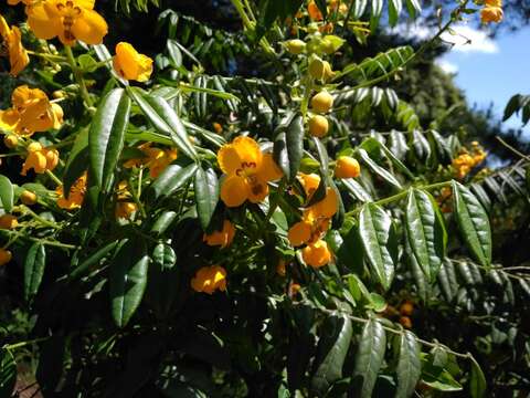 Image of Senna stipulacea (Aiton) H. S. Irwin & Barneby