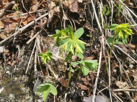 Image of Euphorbia carniolica Jacq.