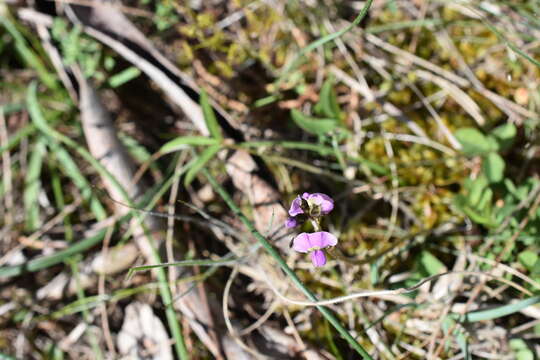 Image of Glycine latrobeana (Meissner) Benth.