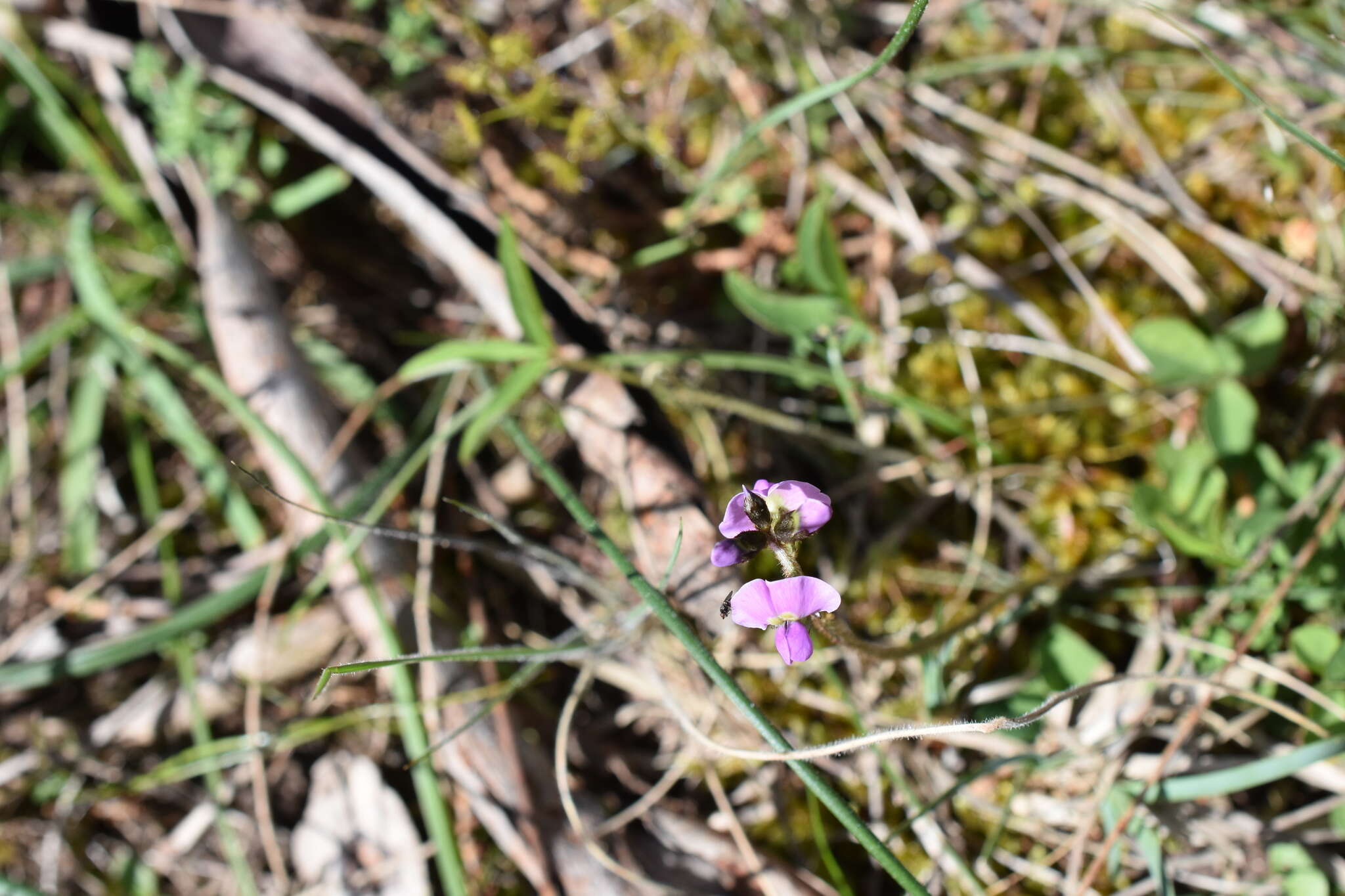 Imagem de Glycine latrobeana (Meissner) Benth.