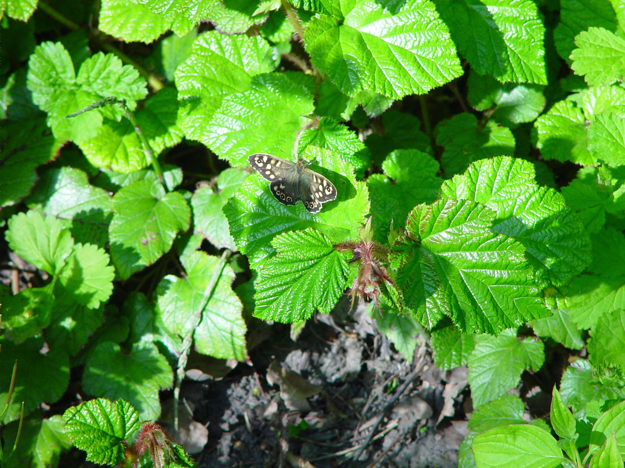 Image of Creeping Bramble