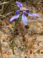 Image of Moraea lugubris (Salisb.) Goldblatt