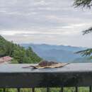 Image of Himalayan Shrew