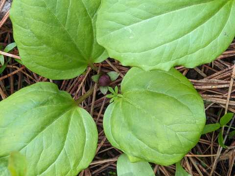 Image of Idaho trillium