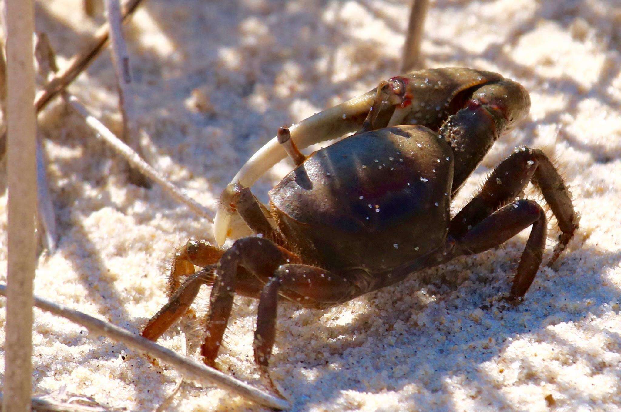 Image of red-joint fiddler