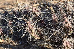 Image of Grusonia densispina (Ralston & Hilsenb.) Rebman