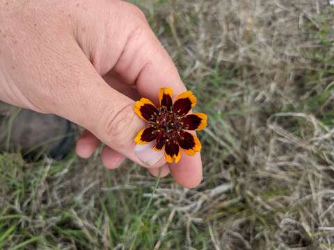 Image de Thelesperma burridgeanum (Regel, Korn. & Rach.) Blake