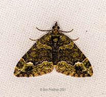 Image of Apithecia viridata Moore 1868