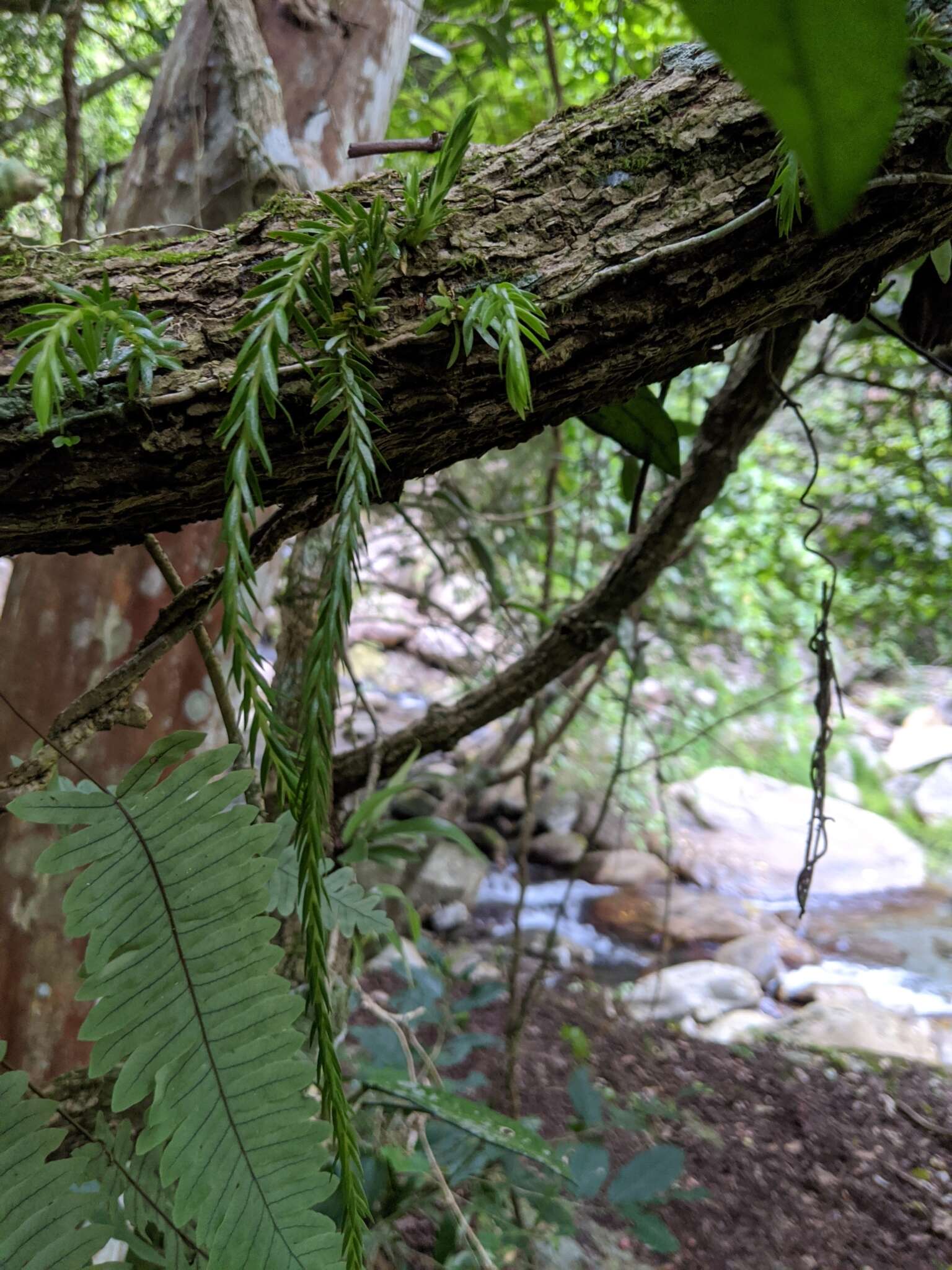 Plancia ëd Phlegmariurus carinatus (Poir.) Ching