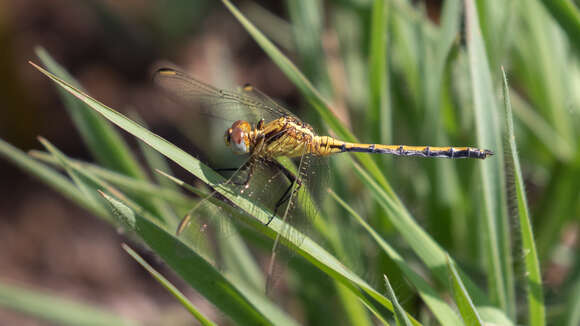 Image of Dark-shouldered Skimmer