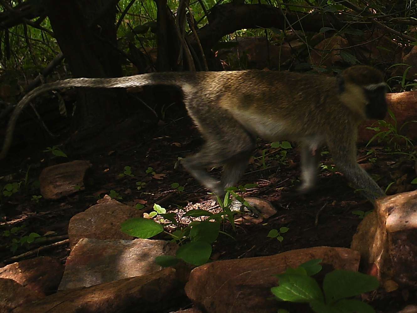 Image of Tantalus Monkey