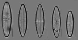 Plancia ëd <i>Staurophora columbiana</i> L. Bahls 2013