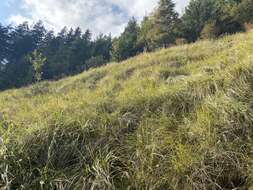 Image de Calamagrostis cainii Hitchc.