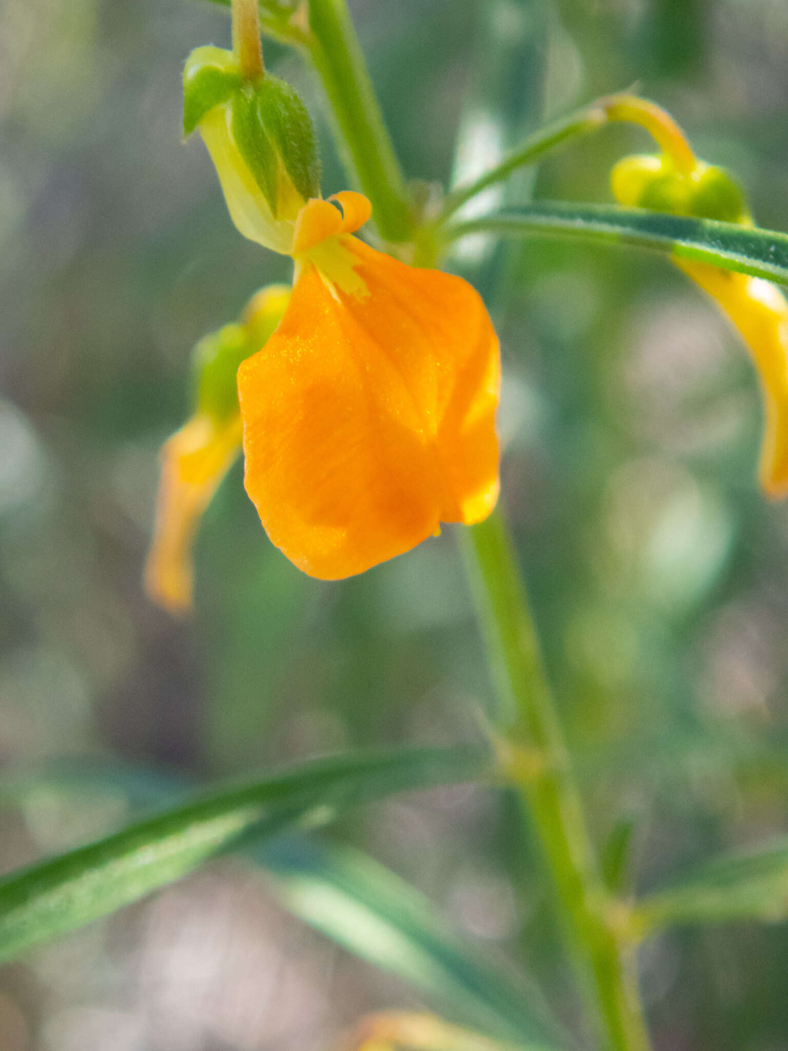 Pigea aurantiaca (F. Muell. ex Benth.) P. I. Forst. resmi