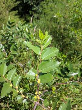 Image of Ziziphus jujuba var. spinosa (Bunge) Hu ex H. F. Chow