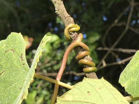 Image of graybark grape