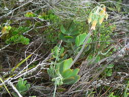 Image of <i>Cotyledon <i>orbiculata</i></i> var. orbiculata