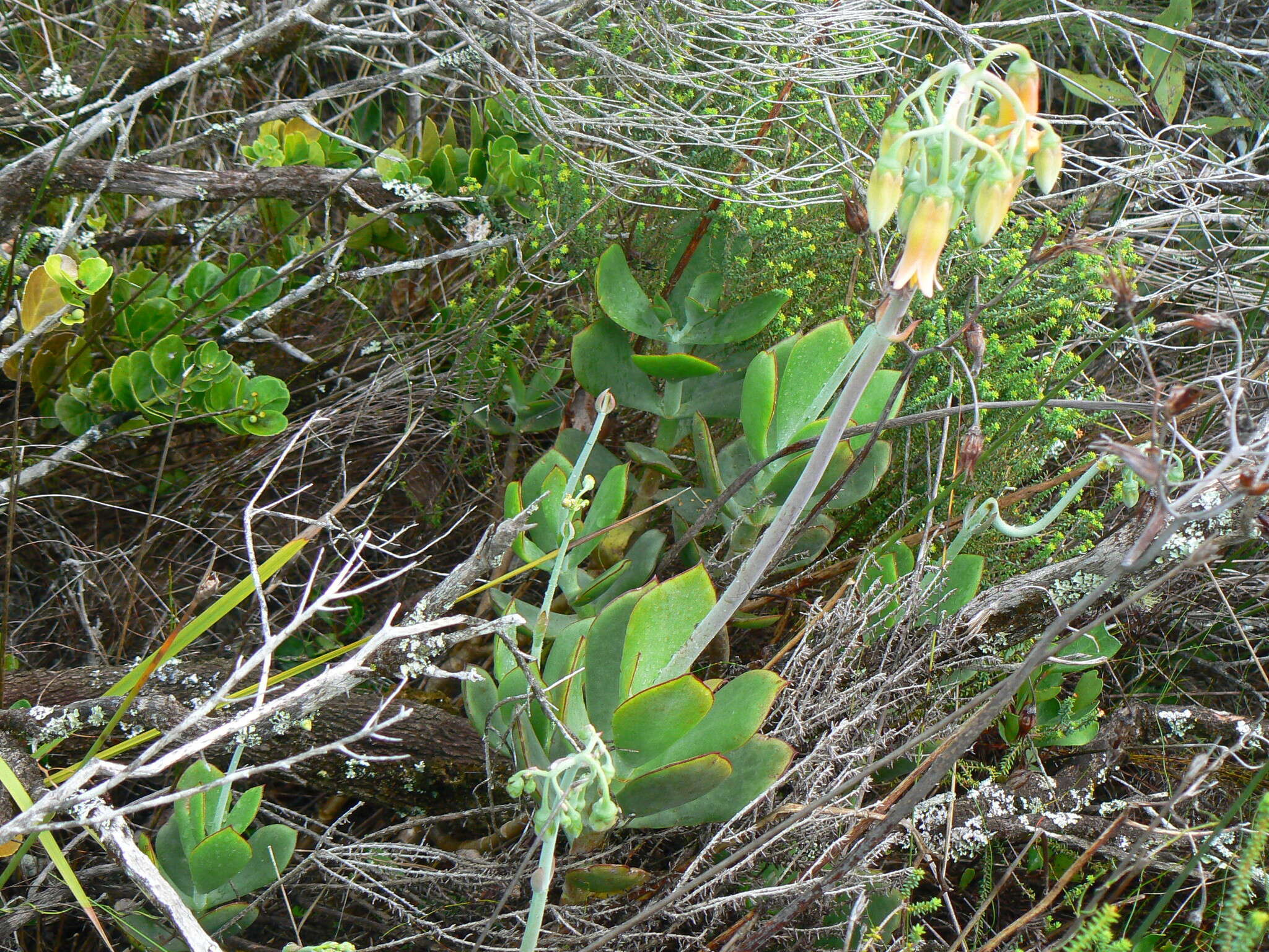 Image of <i>Cotyledon <i>orbiculata</i></i> var. orbiculata