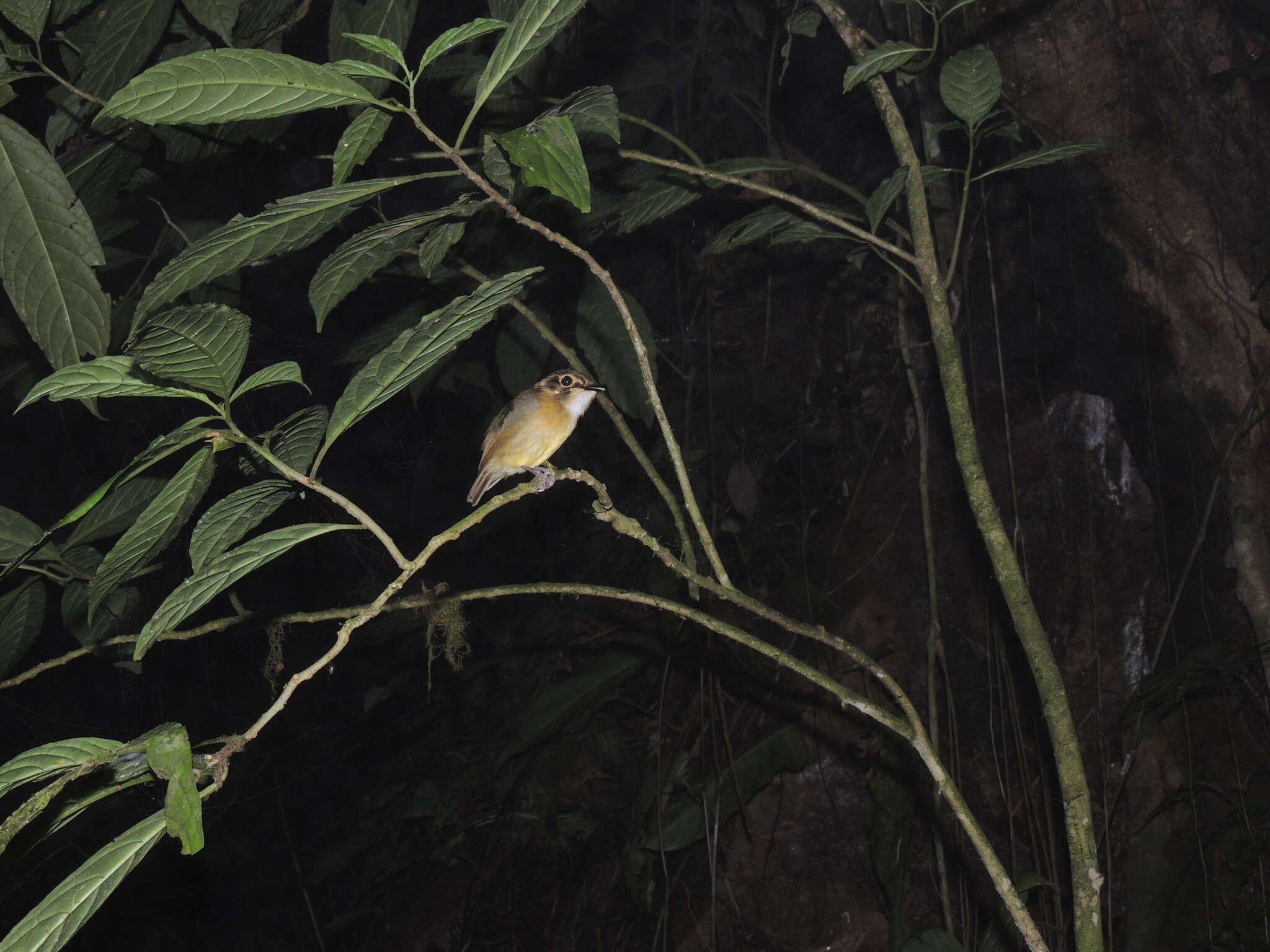 Image of White-throated Spadebill