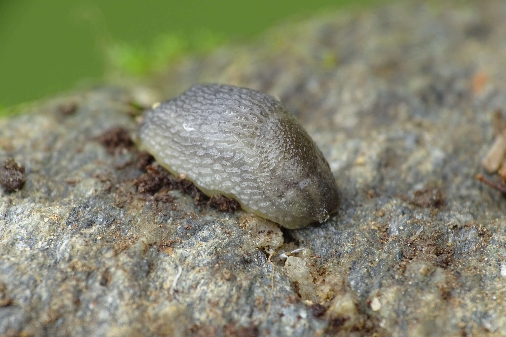 Image of Hedgehog arion