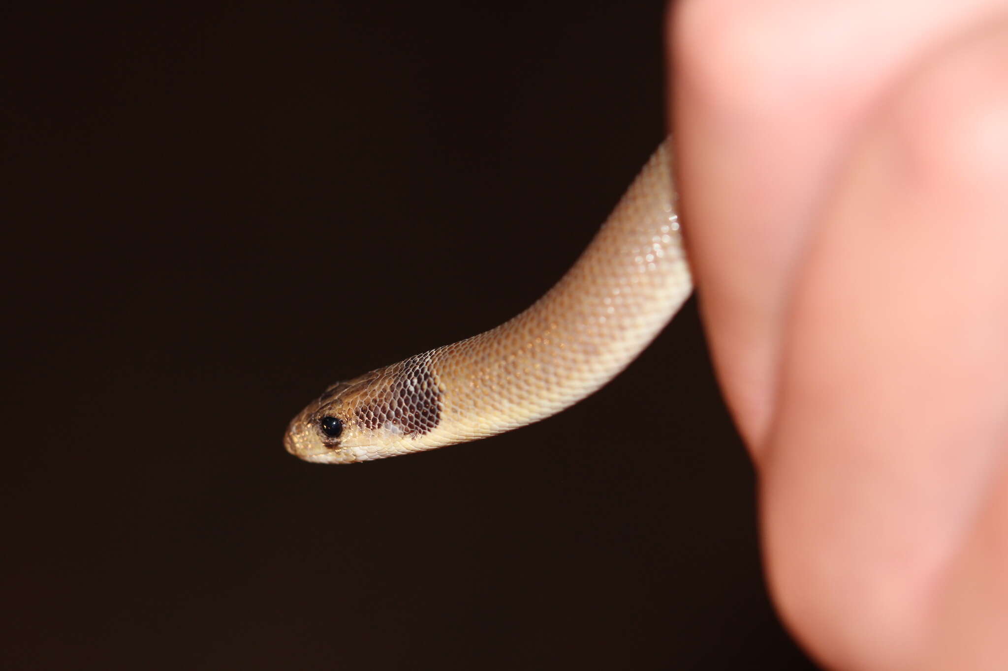 Image of Western hooded scaly-foot