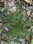 Image of Willdenow's sedge