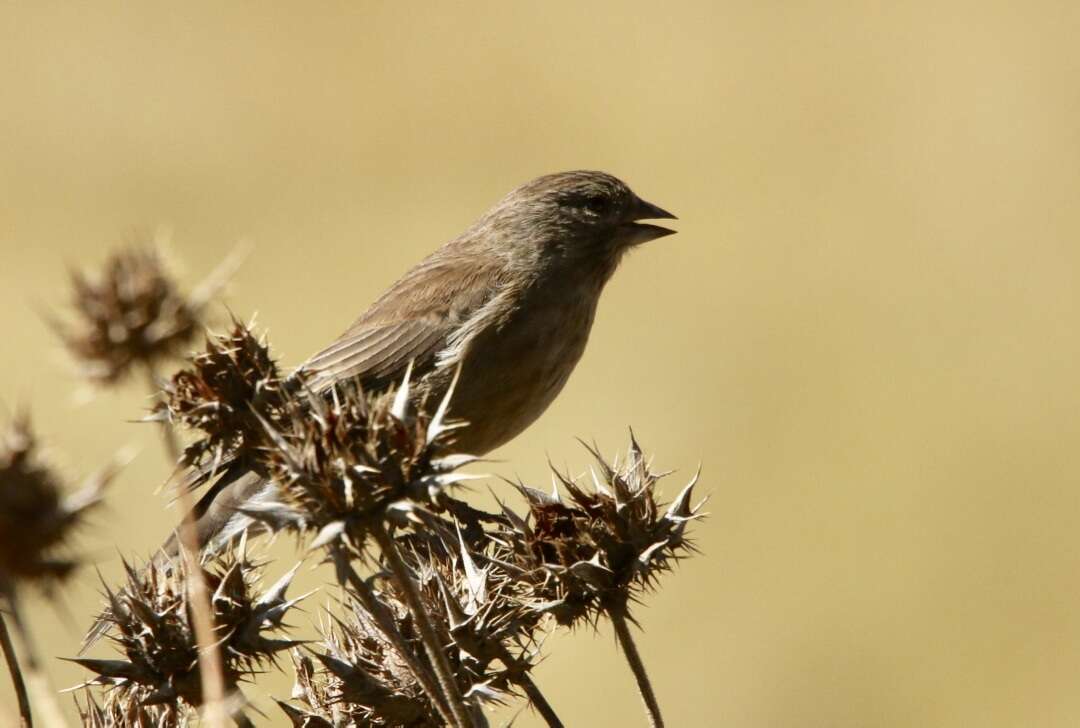 Image of Drakensberg Siskin