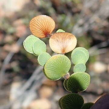 Image of Cliffortia pulchella var. pulchella