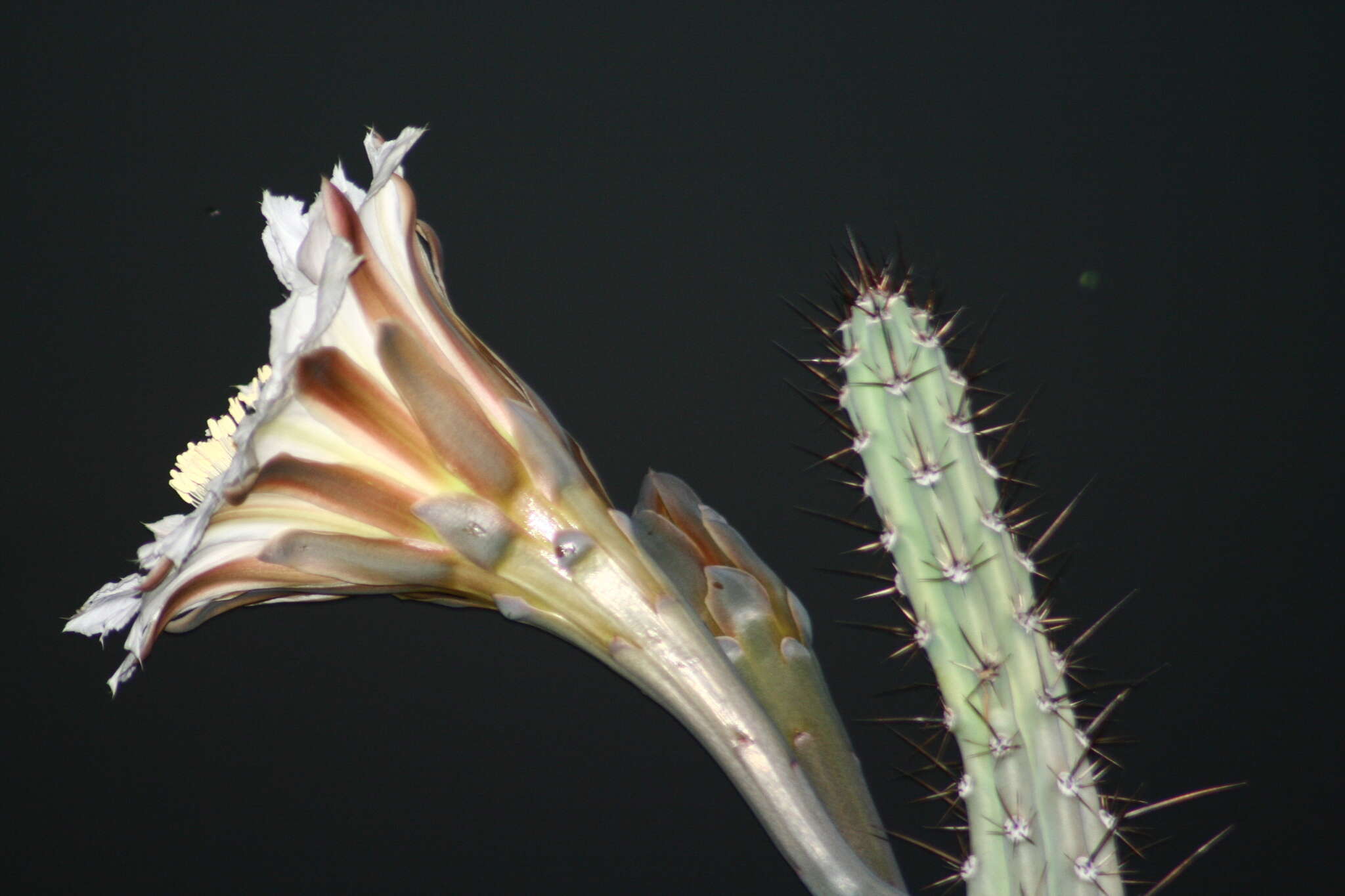 Image of Cereus aethiops Haw.