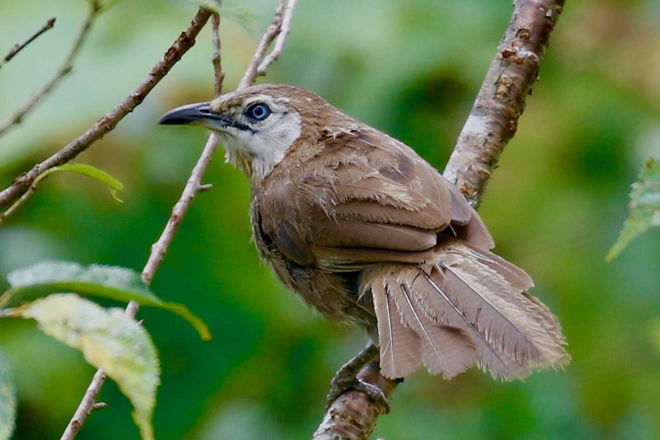 Image of Spiny Babbler