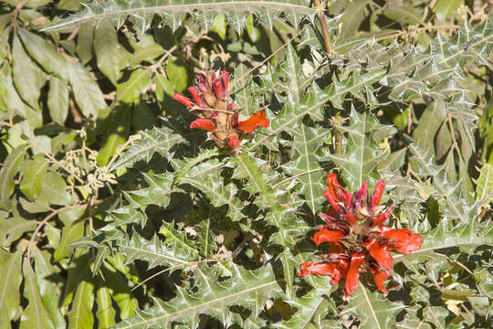 Image of Acanthus sennii Chiov.