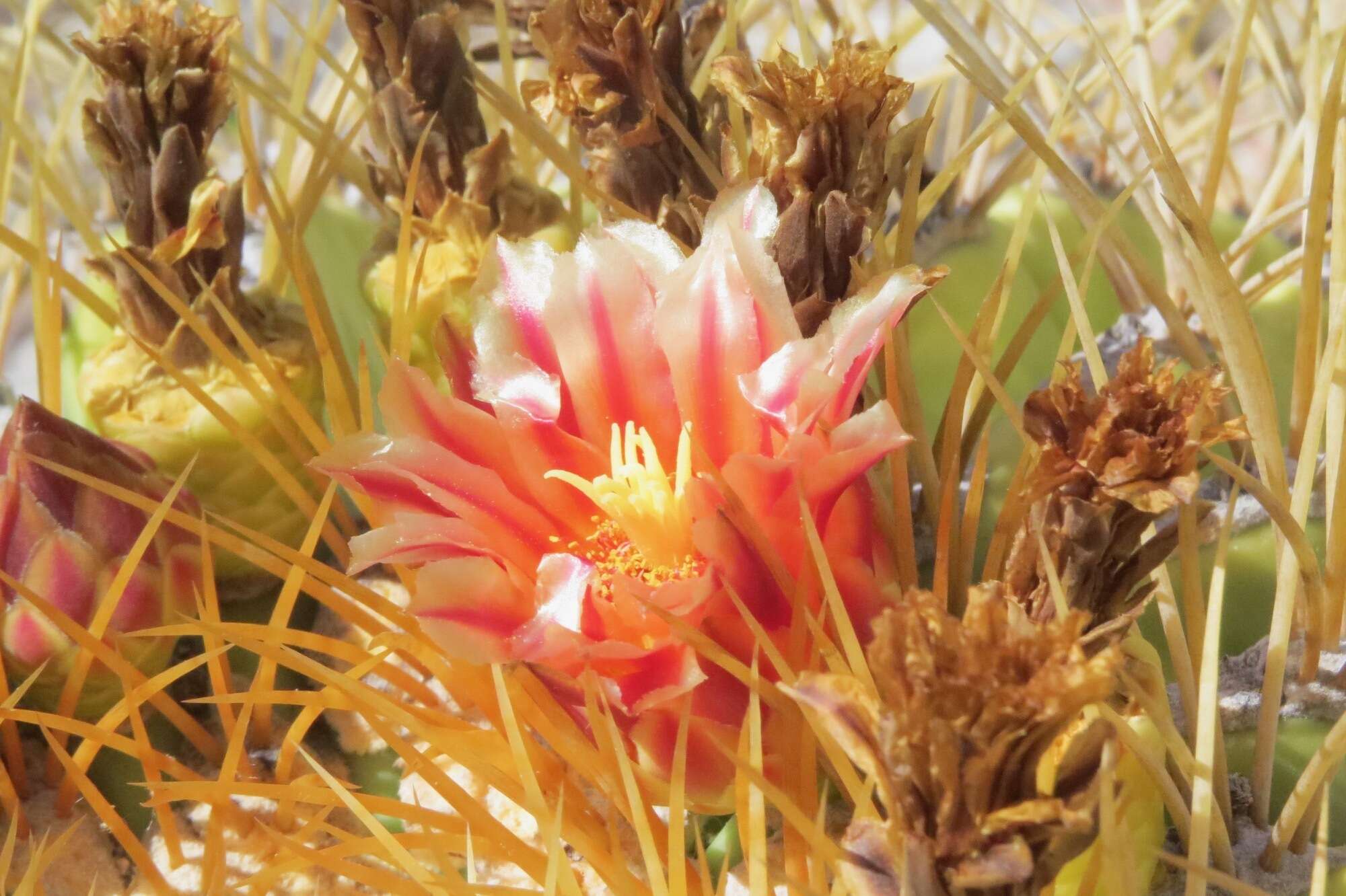 Image of Ferocactus diguetii subsp. diguetii