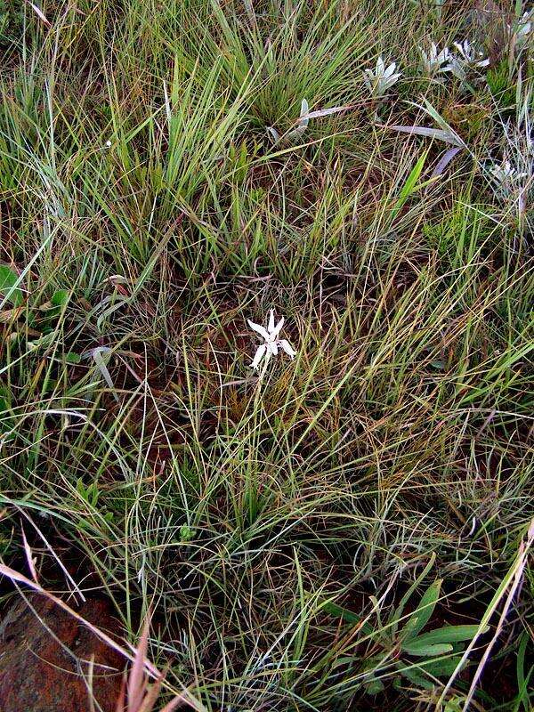 Image of Aloe albida (Stapf) Reynolds