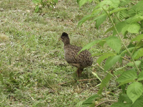 Image of Andean Tinamou