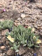 Image of dwarf skullcap