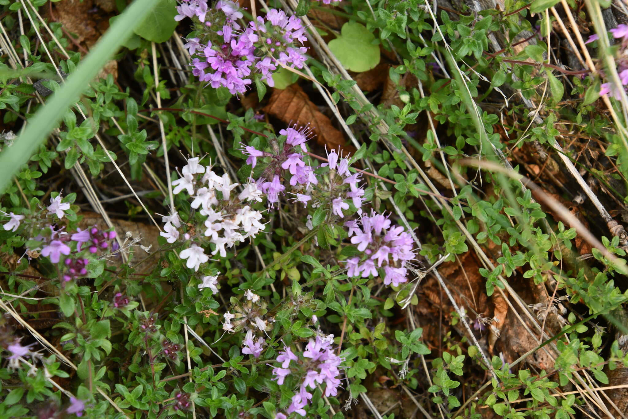 Thymus putoranicus Byczenn. & Kuvaev resmi