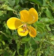 Image of Senna cobanensis (Britton & Rose) H. S. Irwin & Barneby