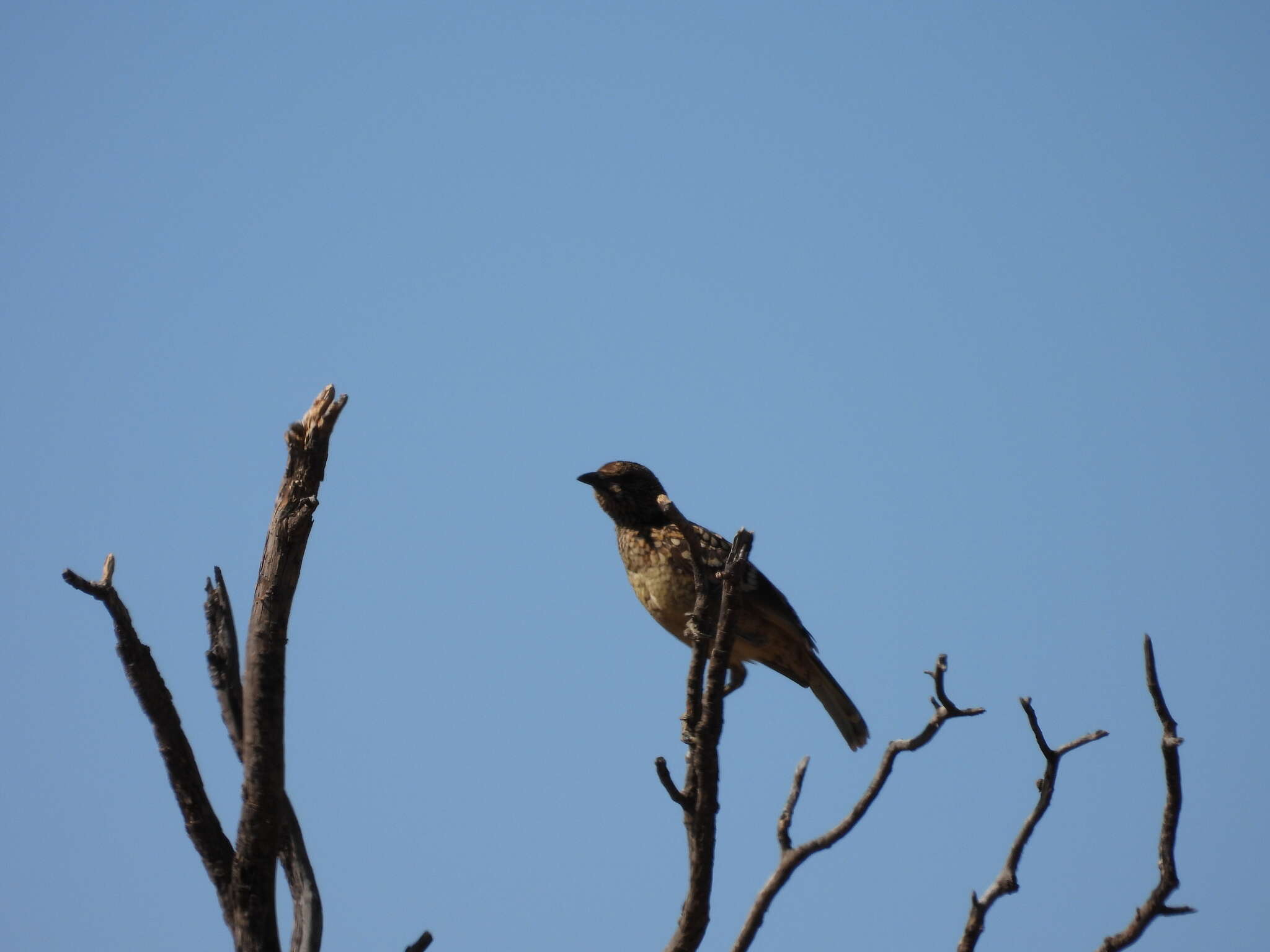 Image of Western Bowerbird