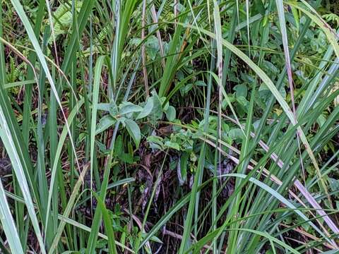 Imagem de Cyanoderma ruficeps (Blyth 1847)