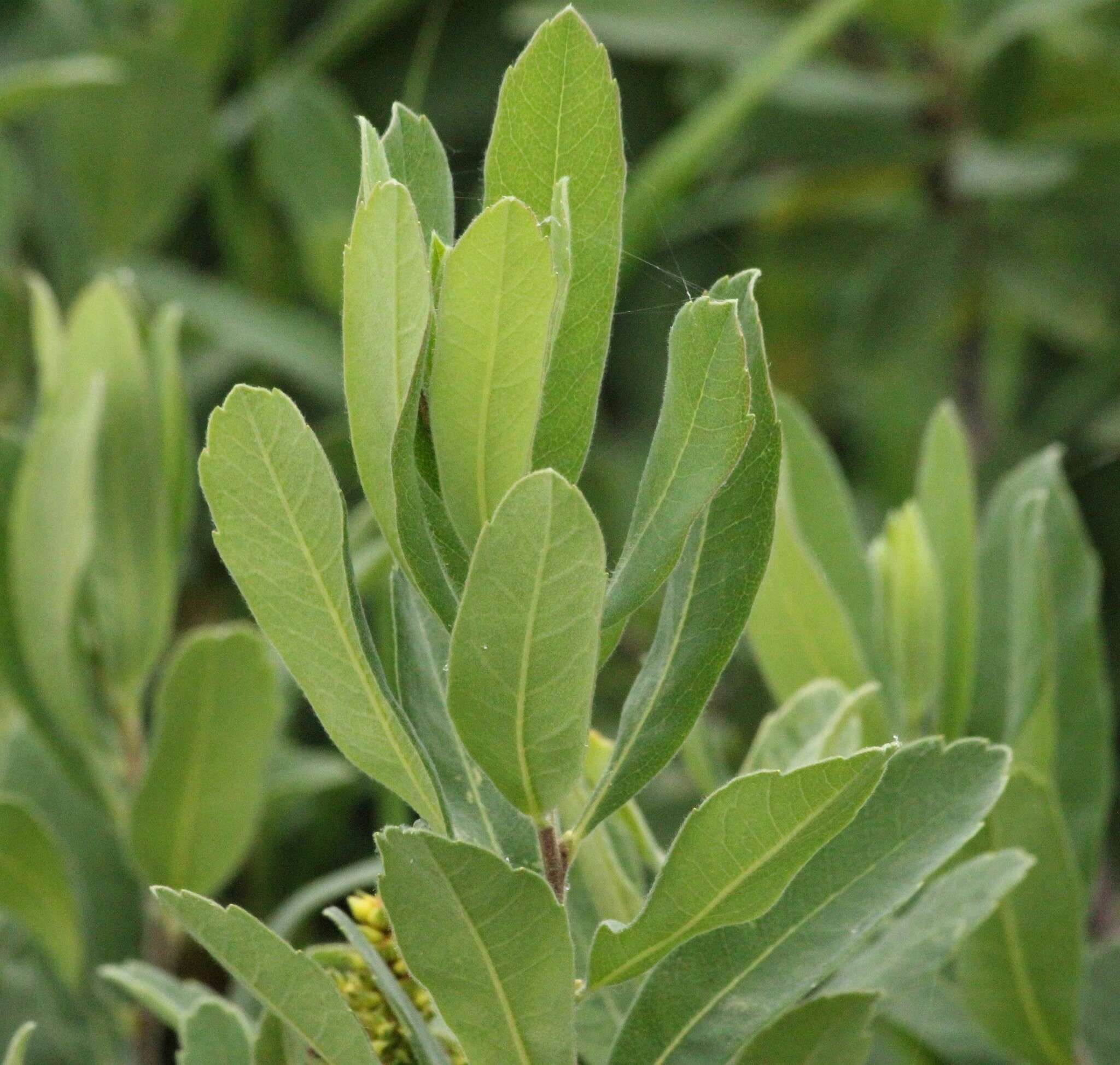 Image of Myrica gale subsp. tomentosa (C. DC.) E. Murray