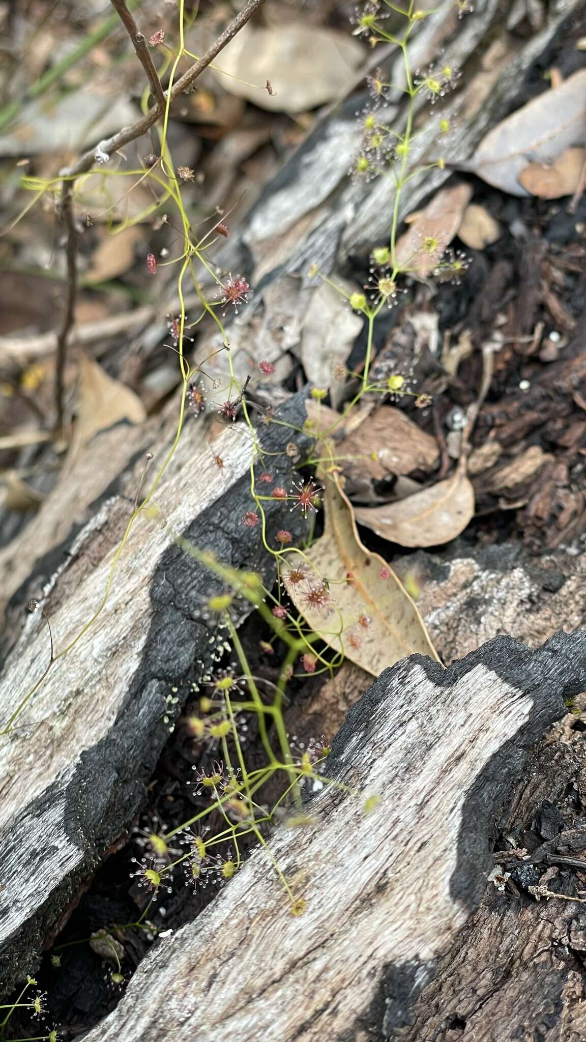 Image of Drosera erythrogyne N. Marchant & Lowrie