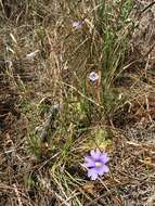 Image de Pinguicula caerulea Walt.