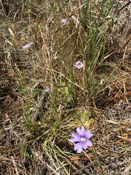 Image of blueflower butterwort