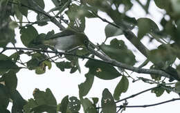 Image of Lowland White-eye