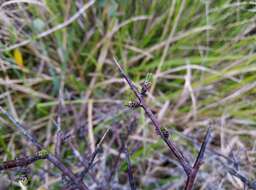 Image of Rhamnus intermedia Steudel & Hochst.