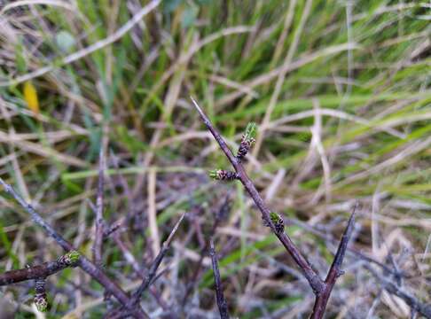 Image of Rhamnus intermedia Steudel & Hochst.