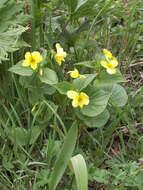 صورة Viola acutifolia (Kar. & Kir.) W. Beck.