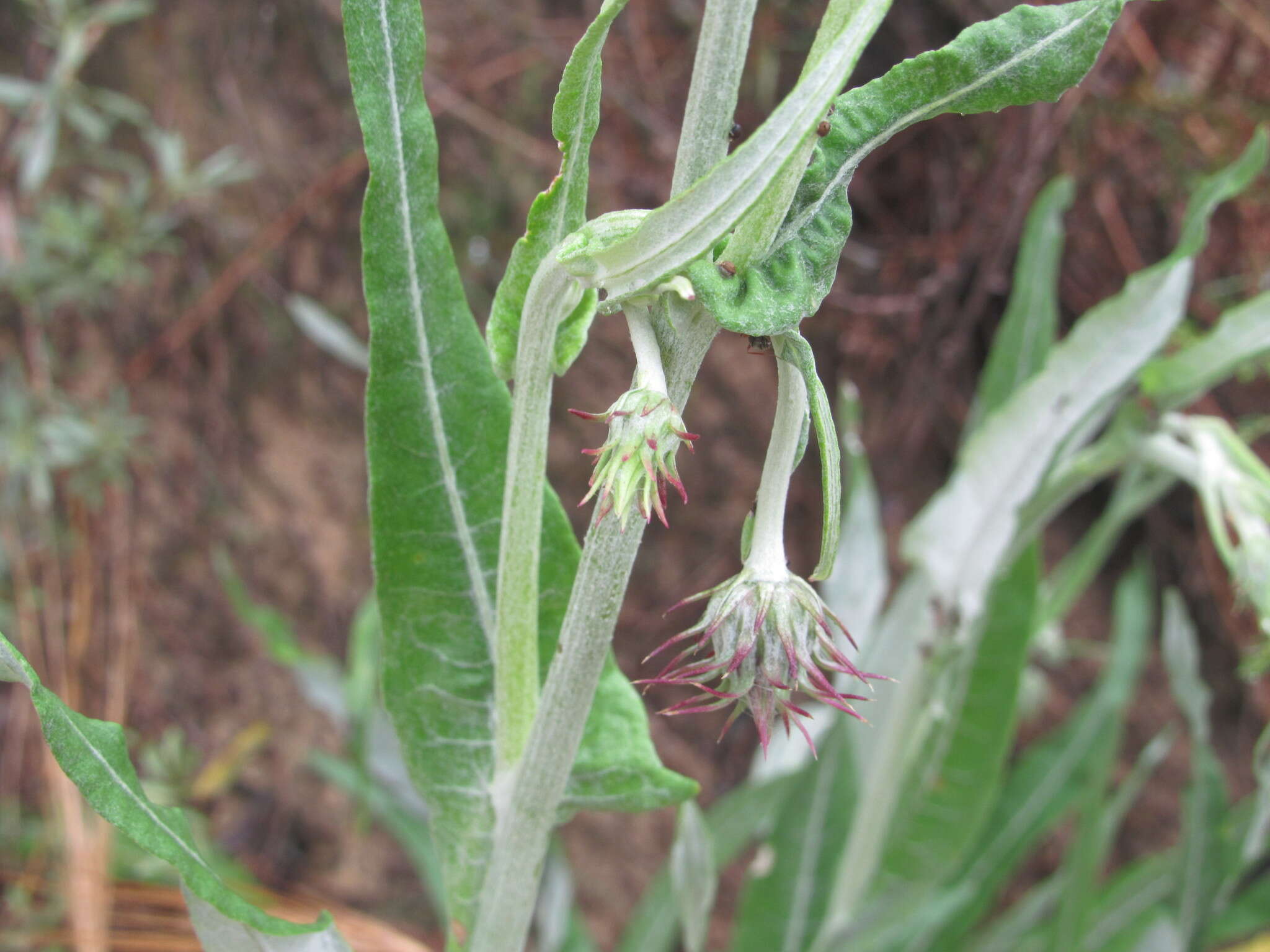 Imagem de Jurinea longifolia DC.