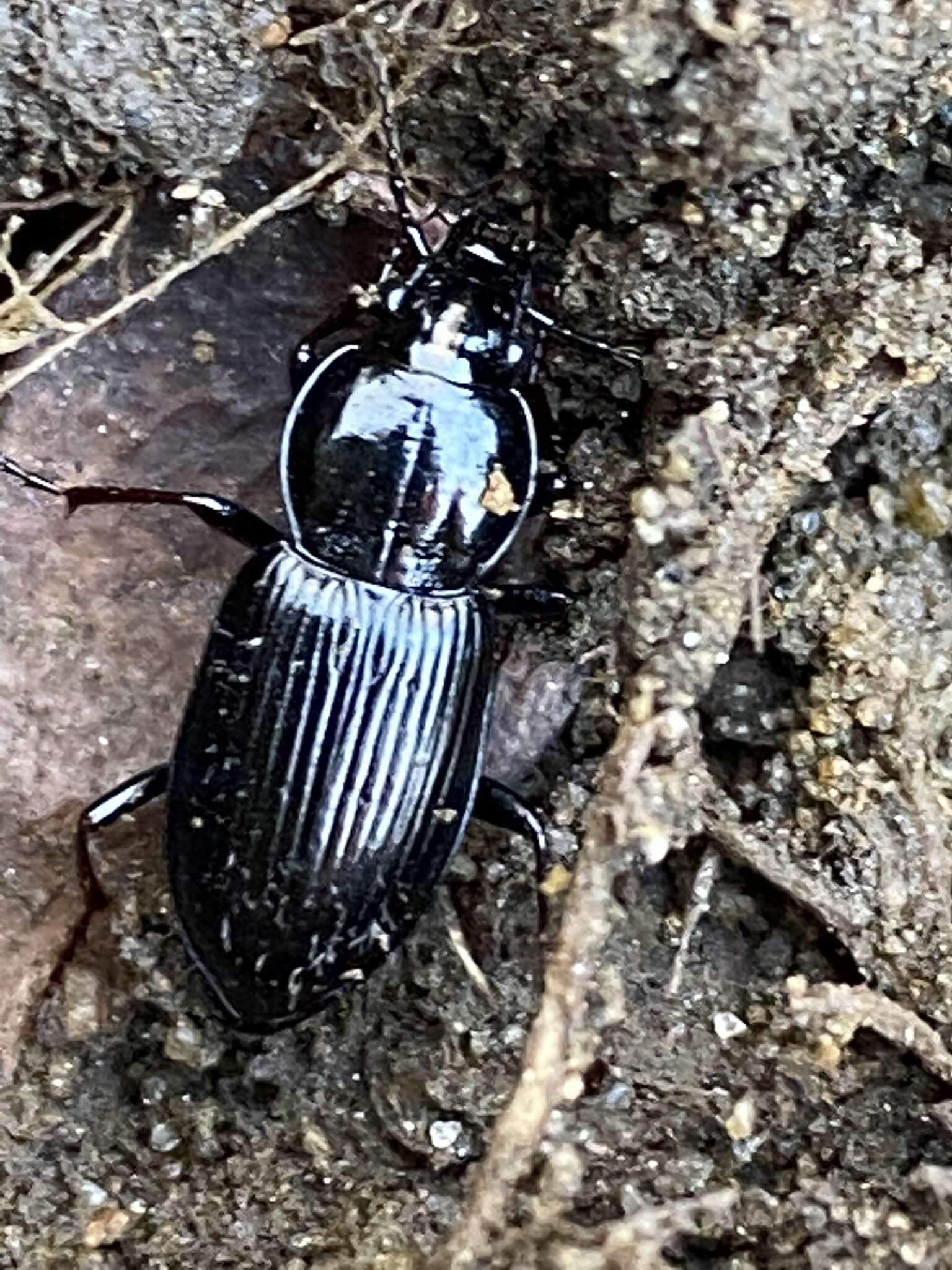 Image of Pterostichus (Bothriopterus) mutus (Say 1823)